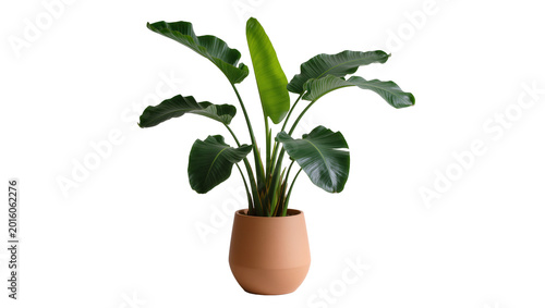 Obraz na plátně Large green Bird of Paradise plant in terracotta pot, isolated on transparent ba