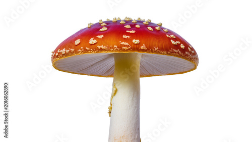 Photos Red and orange Amanita muscaria mushroom with white warts, isolated on transpare