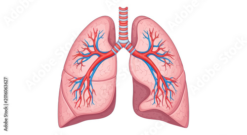 Foto Human lungs with bronchial tree.