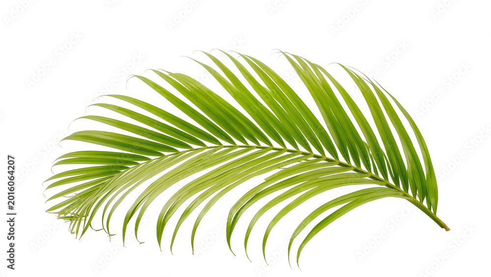 Fototapeta premium Vibrant green palm frond with delicate veins, isolated on transparent background