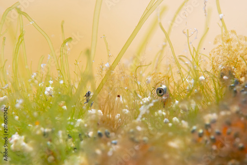 Clownfish Eggs surrounded from algaes