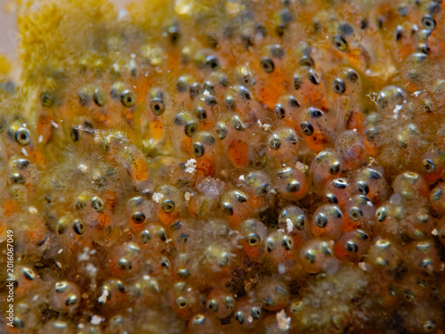 Clownfish Eggs surrounded from algaes