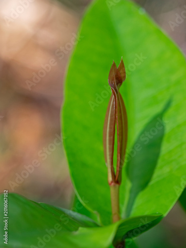 new growth of tropical plant