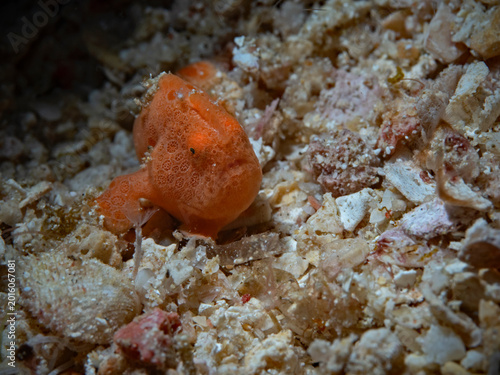 Painted frogfish - Antennarius pictus - Rundflecken Anglerfisch