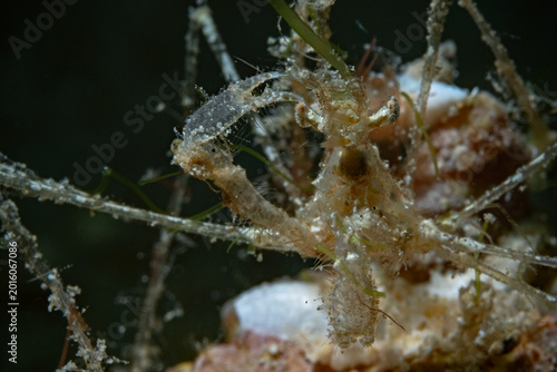 Spider Crab Portrait, Portrait einer Spinnenkrabbe