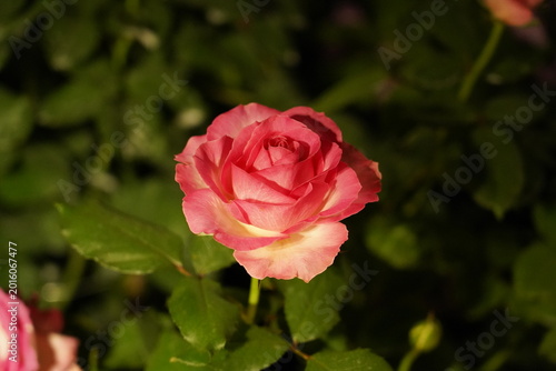 Quadro su tela Pink Rose Flower Blossom Nature Garden