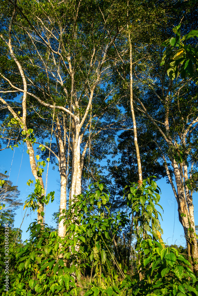Fototapeta premium Rainforest in the Cuyabeno reserve, Ecuador