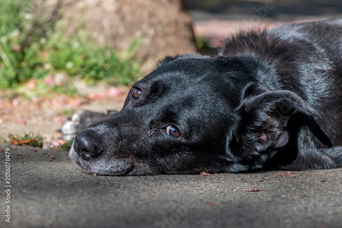 Black Labrador Retriever mix dog resting on pavement. Close-up portrait of one domestic canine outdoors.