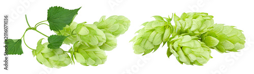 Hop cones isolated on white background. Beer brewing ingredients. Beer brewery concept. lipping path