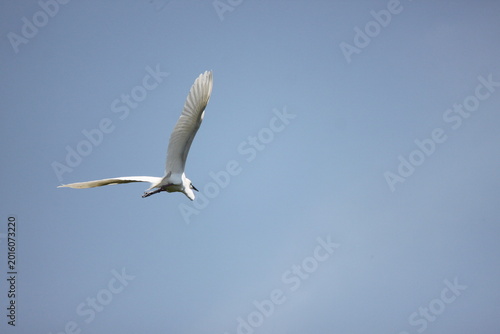 Bild auf Leinwand A white egret in mid-flight with wings spread wide against a bright background