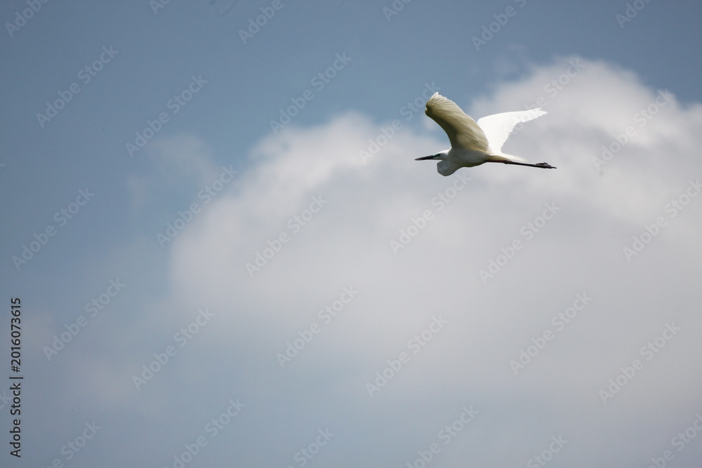 Fototapeta premium A white egret in mid-flight with wings spread wide against a bright background.