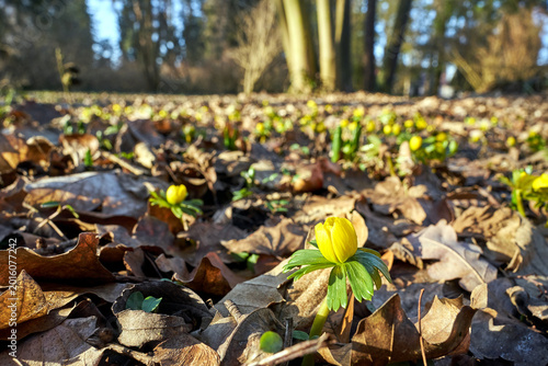 Tableau sur toile Blooming yellow aconite flower in a meadow in Poland in spring