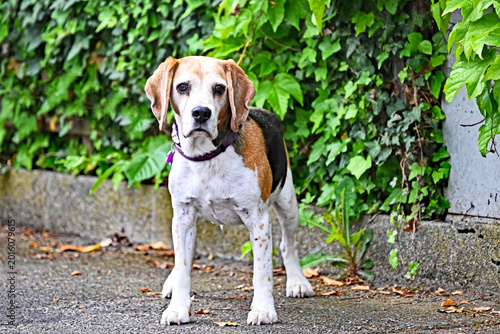 A Beagle stands on the sidewalk and is looking directly at the photographer.