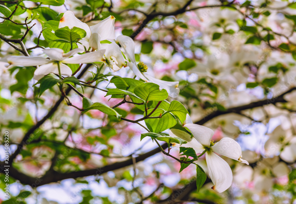 Fototapeta premium 春を告げるハナミズキの花