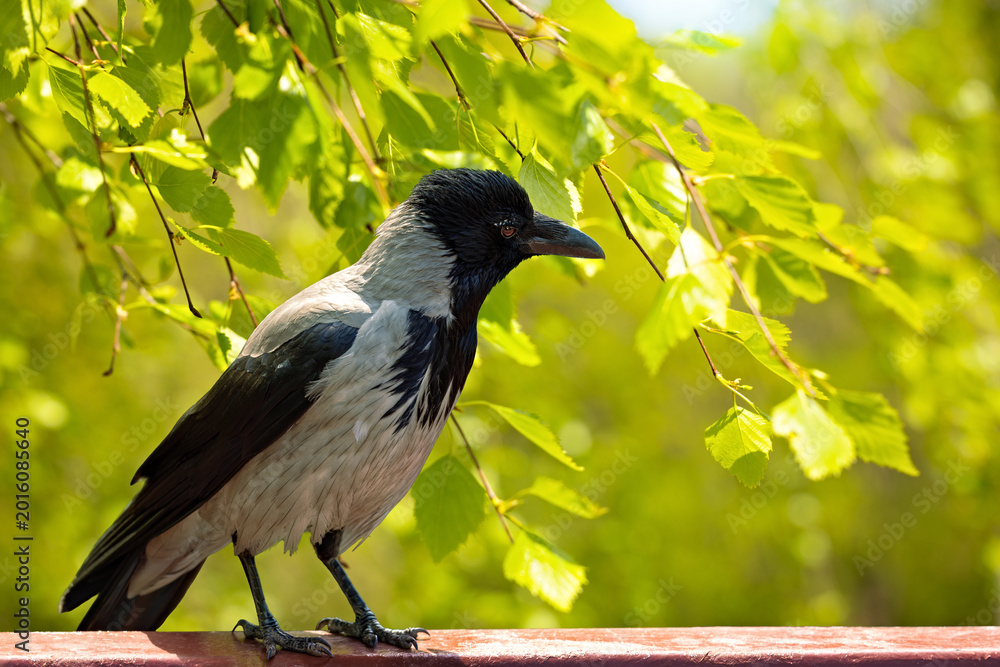 Fototapeta premium A hooded crow rests on a railing beneath bright green leaves, with warm sunlight and soft natural bokeh creating a peaceful spring wildlife scene.