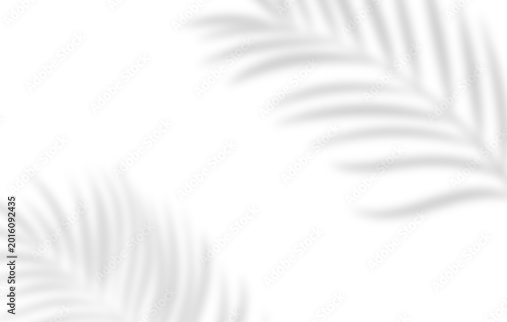 Fototapeta premium Soft palm leaf shadows over white background