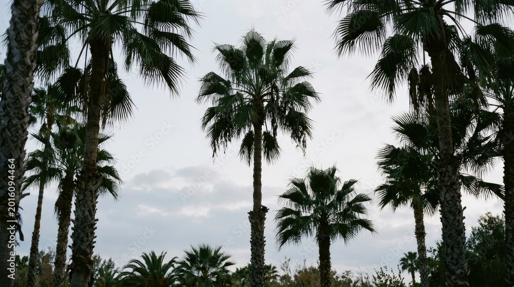 Fototapeta premium Tropical Palm Trees Silhouetted Against a Cloudy Sky