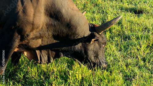 Foto Black domestic horned bull grazing lush green pasture under bright sun in rural