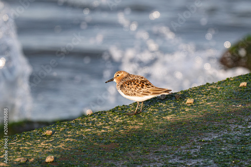 Obraz na plátne Red-necked Stint standing on a mossy rock