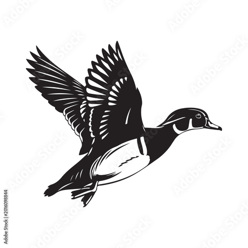 Schilderij op canvas Wood duck vector illustration in flight with spread wings