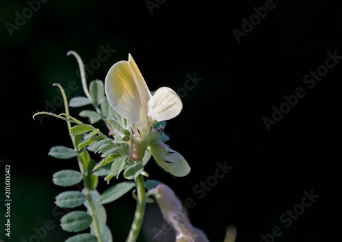 Canvastavla Vicia hybrida, a leguminous herb, commonly known as hybrid vetch, is a member of