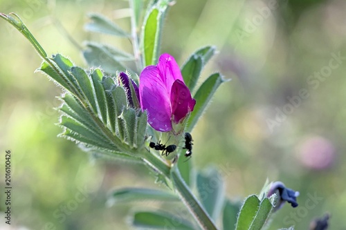 Fotografie Vicia sativa, known as the common vetch, garden vetch, tare or simply vetch, is