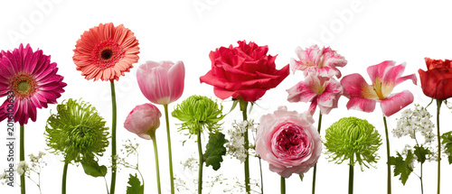 Beautiful assortment of diverse spring and summer flowers in various shades of pink, red, orange, and green, isolated on transparent background