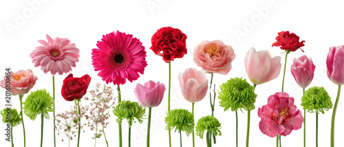 Large group of colorful blooming flowers including gerberas, roses, tulips, and chrysanthemums, creating a vibrant floral border, isolated on transparent background