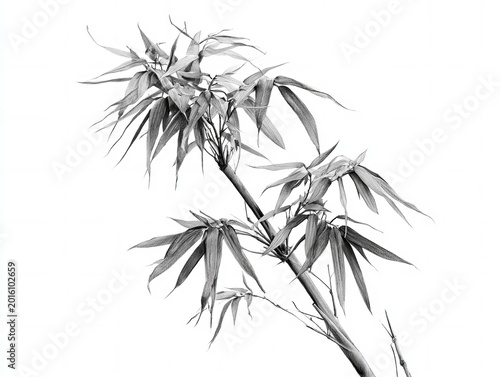 bamboo - detailed pencil sketch