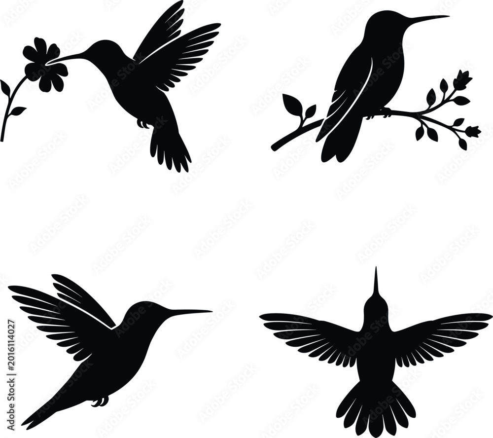 Fototapeta premium 4 Hummingbird Silhouettes Black Vector Set – Hovering Perched Flying Forward Top View Poses Isolated White Background