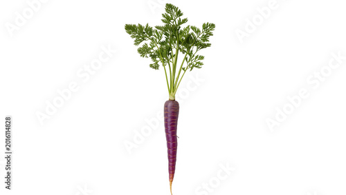 Bild auf Leinwand Single purple carrot with green leafy tops, isolated on transparent background