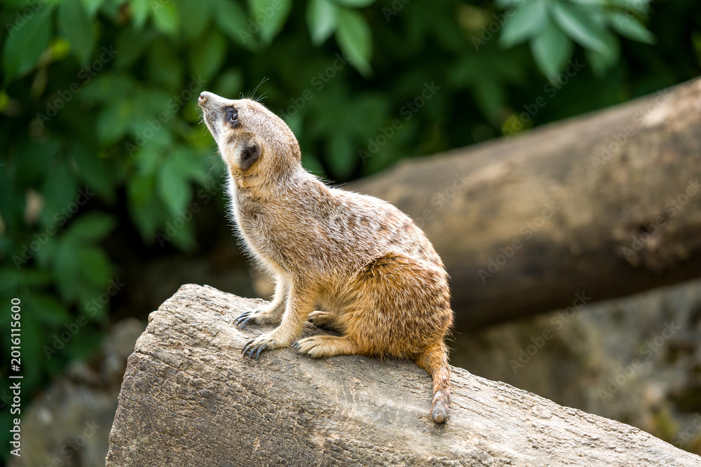 Fototapeta premium Alert Meerkat Sitting on Rock at Zoo With Green Foliage Background