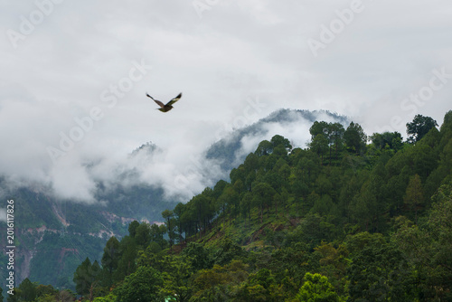 Vászonkép Bird soaring over misty mountains and lush green forest landscape