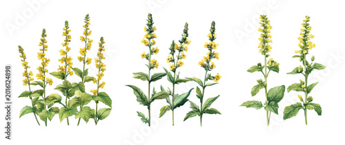 Fotografi An agrimony plant set, Minimal yet artistic elements for creative designs