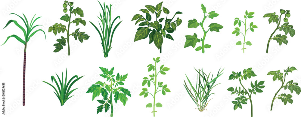 Fototapeta premium Botanical vector set of various agricultural plants, isolated on white background