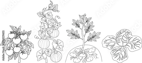 Vegetable garden line art set, outline illustration of tomato, pumpkin vine, potato with root system and cabbage, botanical vector sketch for coloring book
