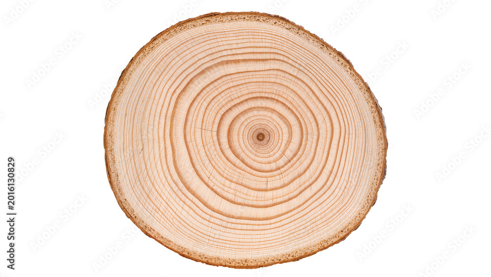 Fototapeta premium Close-up of a pine tree cross-section showing growth rings, isolated on transparent background