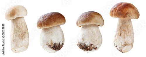 Porcini mushrooms isolated on white background, boletus edulis fresh forest mushrooms set