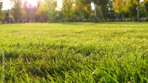 Sunlight shines on lush green grass in serene park at sunset. Nature provides calming atmosphere for relaxation and outdoor activities. Perfect setting for family gatherings and picnics.