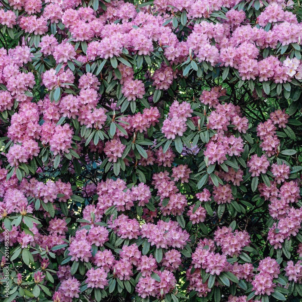 Obraz premium colorful rhododendrons close-up in spring