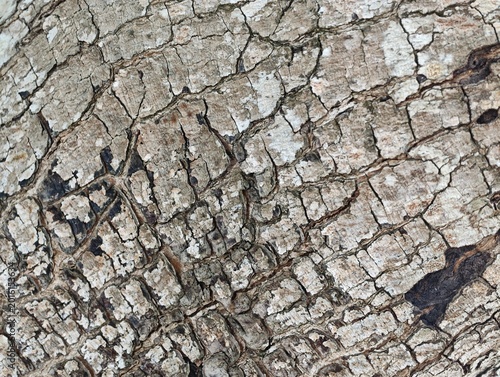 Detailed Close-Up of an Aged Tree Bark Showing Natural Patterns and Textures