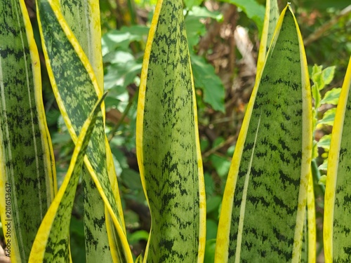 Close-up View of Sansevieria Leaves with Unique Green Pattern and Yellow Edge