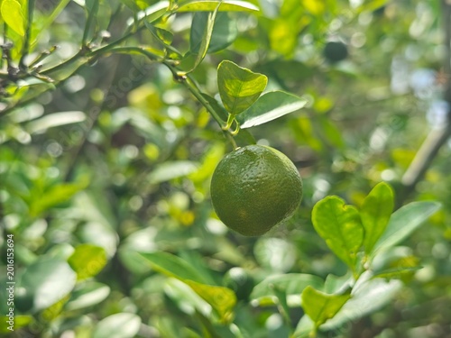 Fresh Green Lime Fruit Hanging on Tree Branch with Lush Green Leaves