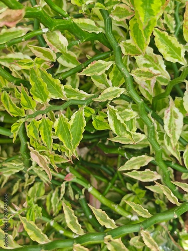 Green and Cream Variegated Leaves on Twisting Stems in Natural Light