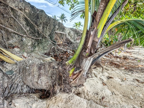 Vibrant Palm Tree Base on Sandy Shoreline with Green Fronds and Texture