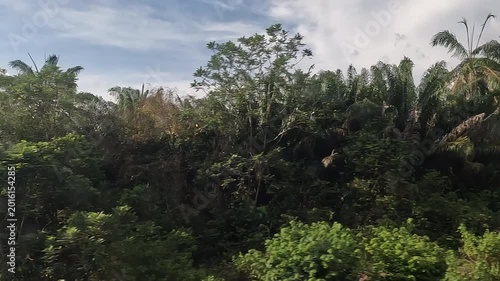 Jungle at Malay Peninsula, Malaysia