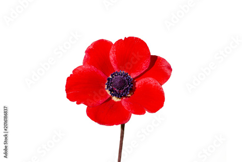 Bild auf Leinwand Single Vibrant Red Anemone Flower Isolated on White Background