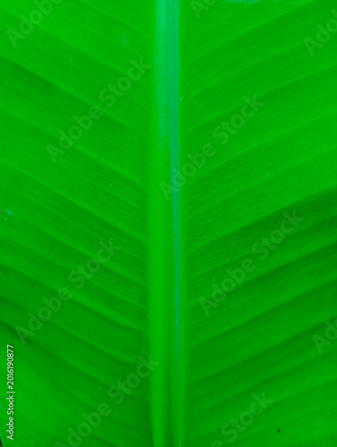 green leaf texture