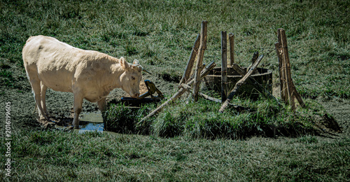 Vache à l'abreuvoir