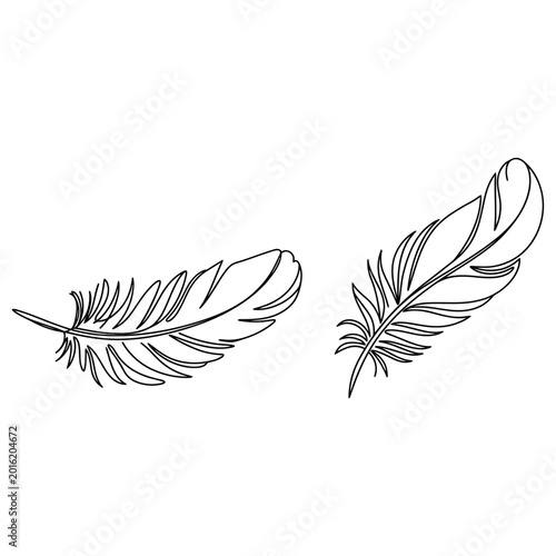 Two detailed feathers are illustrated side by side on a plain background